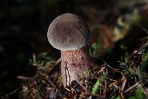 Mushrooms at Upper Clearwater Campground