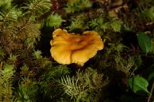 Mushrooms at Upper Clearwater Campground