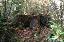 Stump at Willoughby Creek Campground