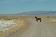 Wild Burros