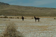 Wild Burros