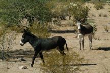 Wild Burros