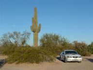 Car and Cactus