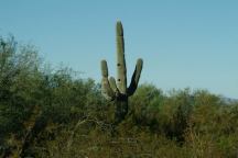 Organ Pipe Cactus