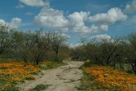 Wildflowers in 2005