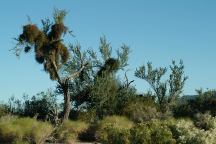 Camp Area Desert Views