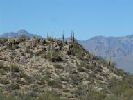 Organ Pipe Cactus National Monument