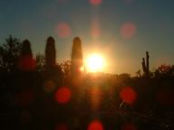 Sunset at Organ Pipe Cactus National Monument