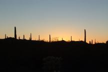 Sunset at Organ Pipe Cactus National Monument