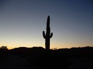 Sunset at Organ Pipe Cactus National Monument