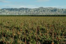 Field of Red Bell Peppers