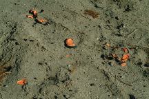 Clay Pigeons used for target practice