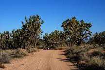 Joshua Tree Forest 