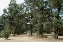 Primitive camp towards Dome Springs