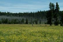 Trail Meadow