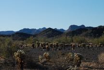 Cholla Cactus