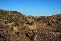 Cholla Cactus