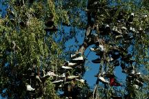 Tree covered with shoes