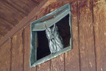 Owl living in Abandoned Building