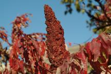 Seed Pods