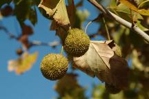 Seed Pods