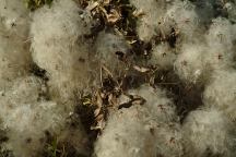 Seed Pods