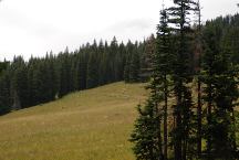 Sheep on hillside near Sawmill Campground