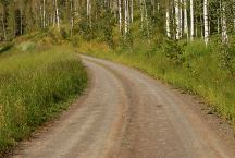 Aspen trees viewed from Road 110