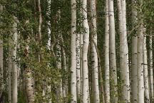 Aspen trees viewed from Road 110