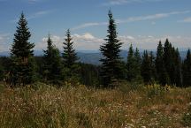 Routt National Forest