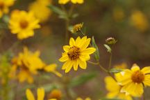 Flowers at Sawmill Campground