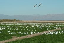 Snow Geese near Sonny Bono NWR