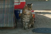 Cat at Salvation Mountain