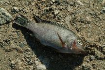Dead fish on road
