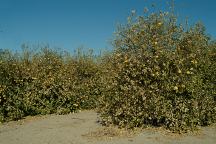 Grapefruit Grove on Flowing Wells Road