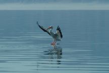 Salton Sea Bird Landing