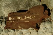 Bay Tree Spring