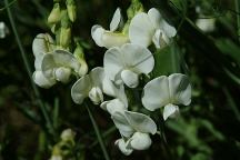 Wildflowers