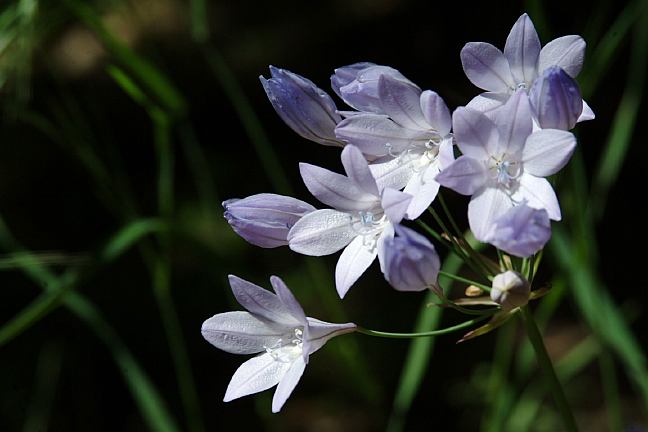 Cedar Flower