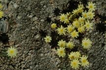 Lloyd Creek Flowers