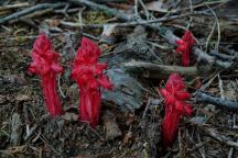 Red Mushrooms