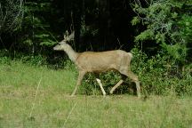 Deer at Slagger Camp