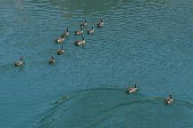 Geese from McCloud Bridge