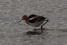Bird at Big Spring Reservoir