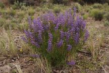 Flowers at Big Spring Reservoir