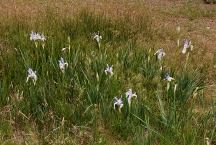 Flowers at West Rock Spring Camp