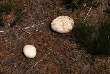 Mushrooms at West Rock Spring Camp