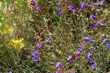 Flowers at Edison Lake