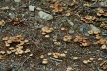 Mushrooms near Butler Bar