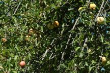 Apple Trees at China Flat Recreation Area
